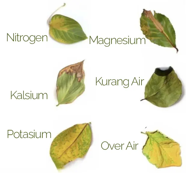 daun tanaman menguning