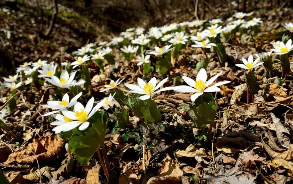 habitat tanaman bloodroot