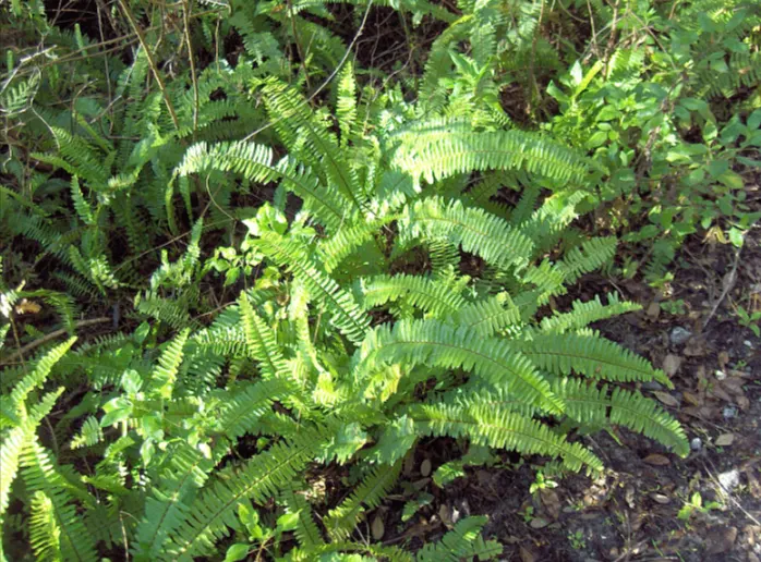 habitat pakis boston