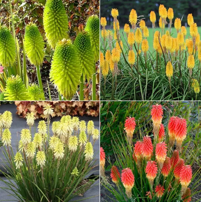 jenis bunga kniphofia