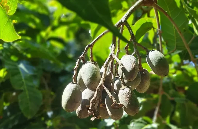 kacang kenari adalah