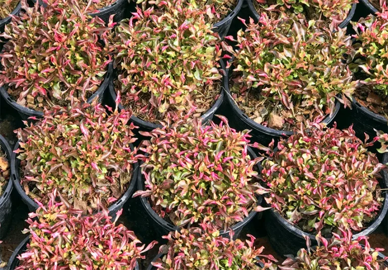 tanaman kriminil adalah