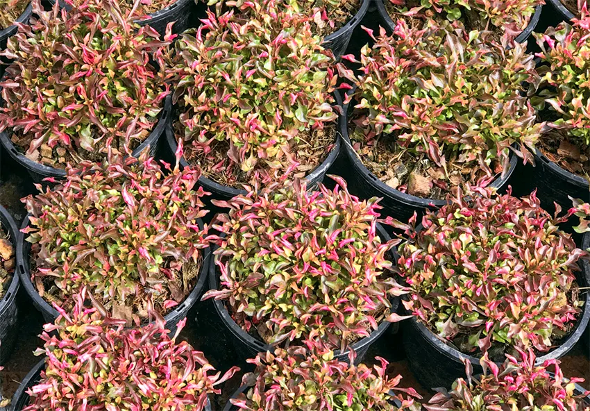 tanaman kriminil adalah