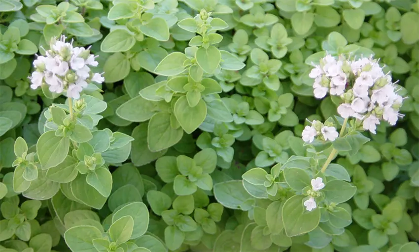 marjoram adalah
