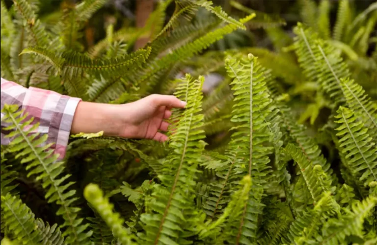 pakis bostonn adalah