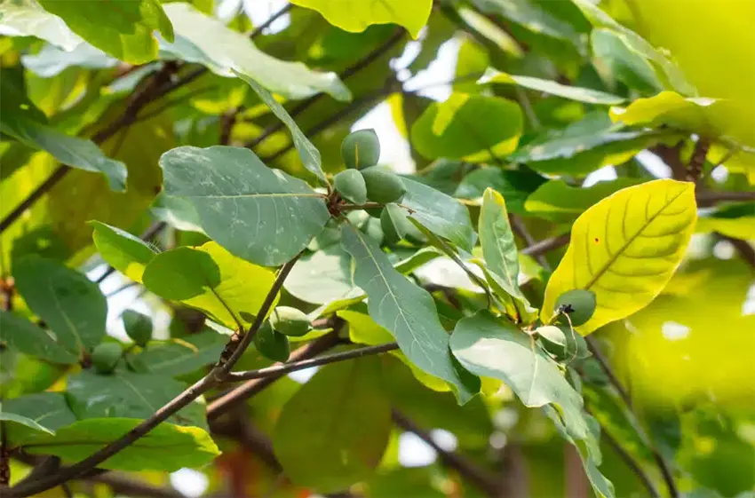 pohon ketapang adalah