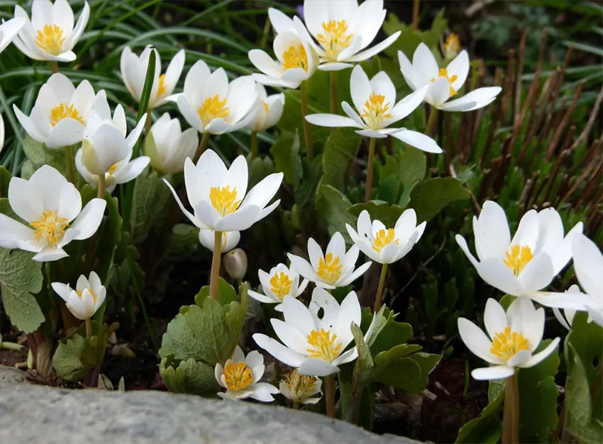 tanaman bloodroot adalah