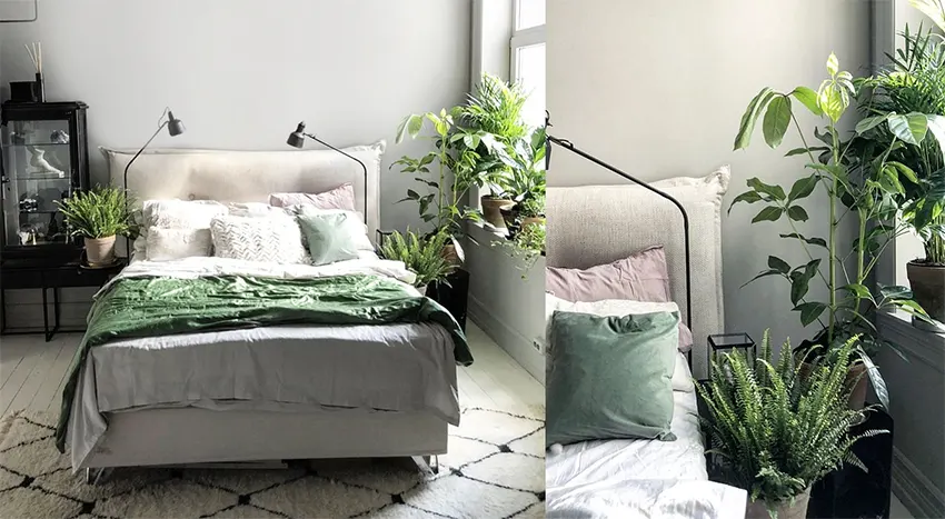 tanaman untuk kamar tidur