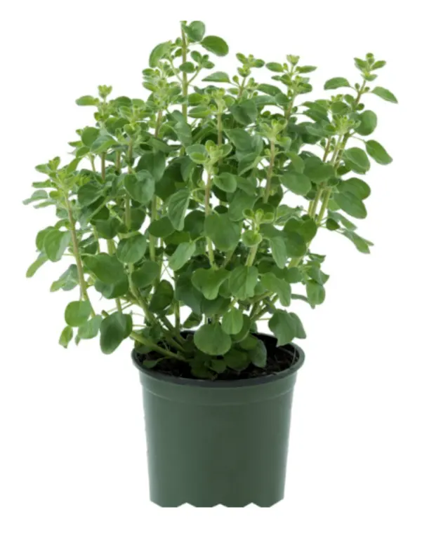 marjoram
