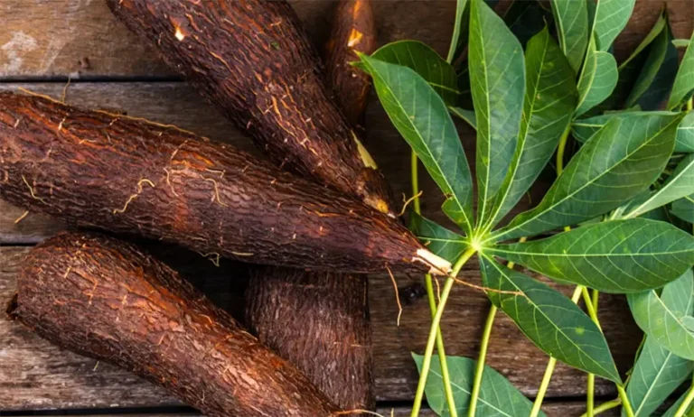 tanaman singkong adalah