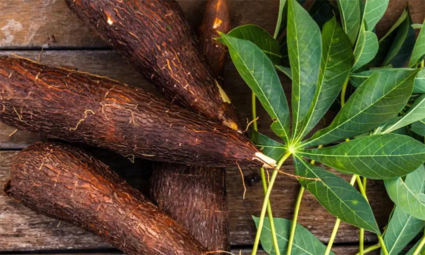 tanaman singkong adalah