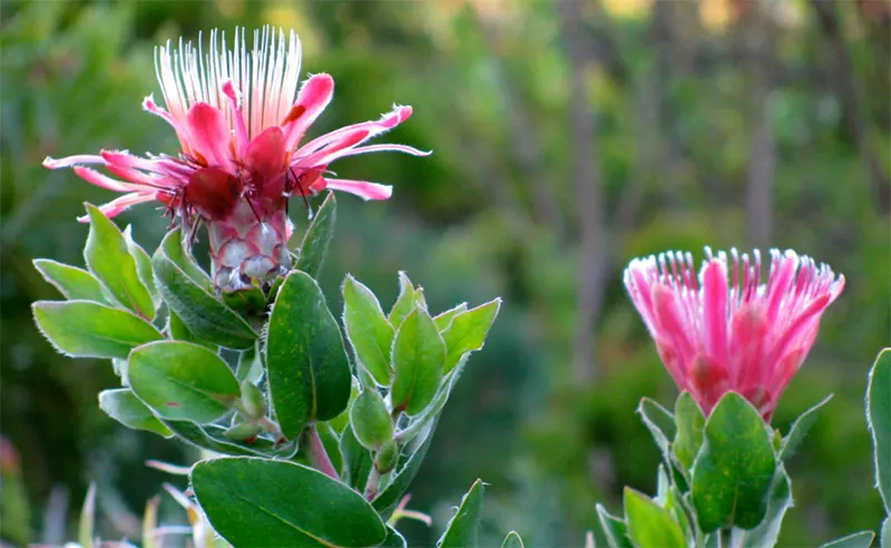 bunga protea