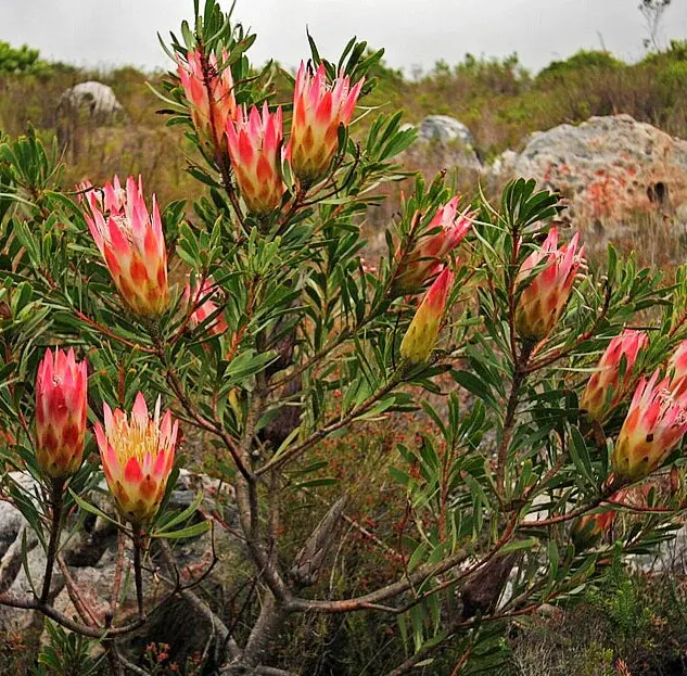 tanaman protea