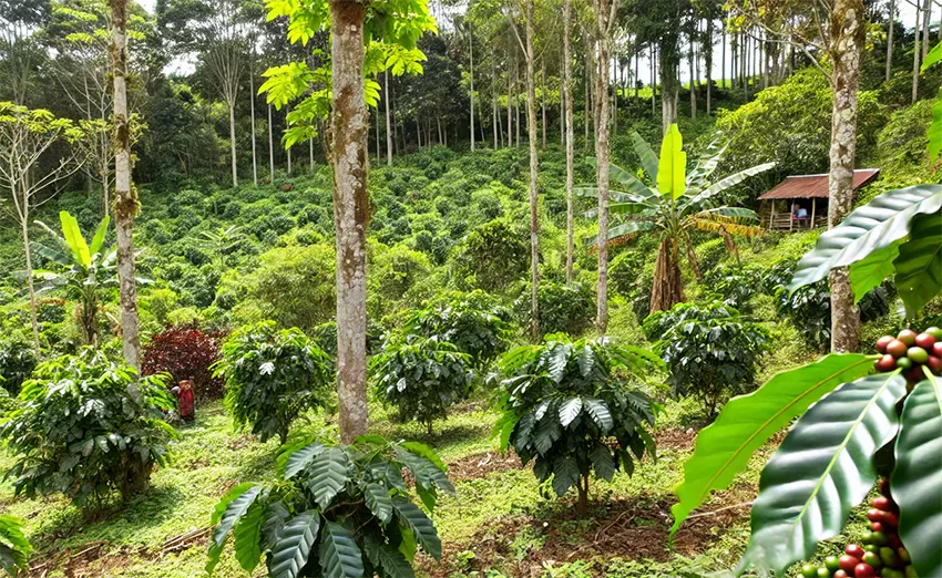 agroforestry
