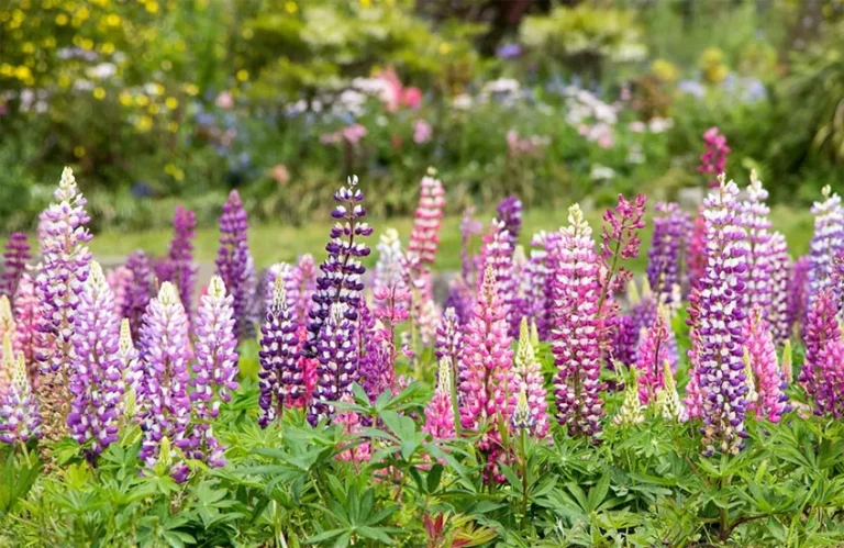 bunga delphinium adalah