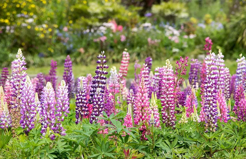 bunga delphinium adalah