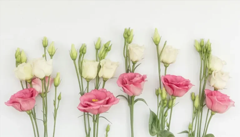 bunga lisianthus adalah