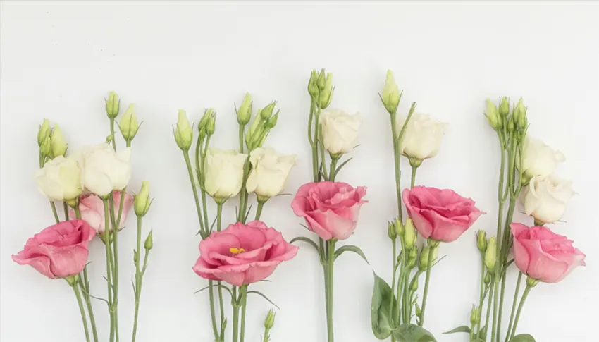 bunga lisianthus adalah