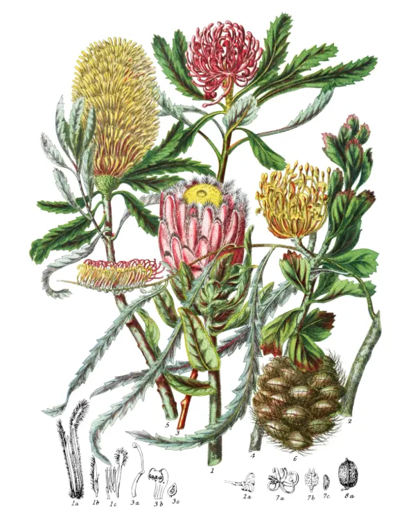 bunga protea