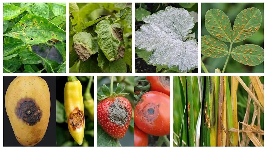 aplikasi Azoksistrobin