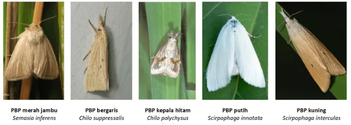 hama penggerek batang