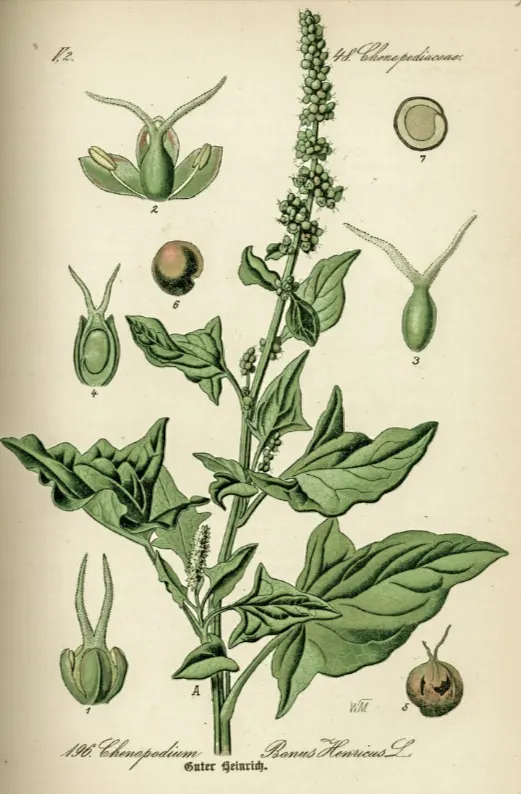 tanaman holy basil