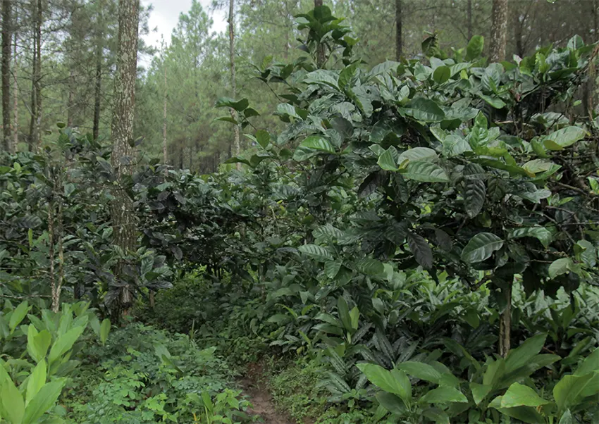 agroforestry