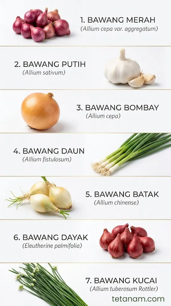 jenis bawang
