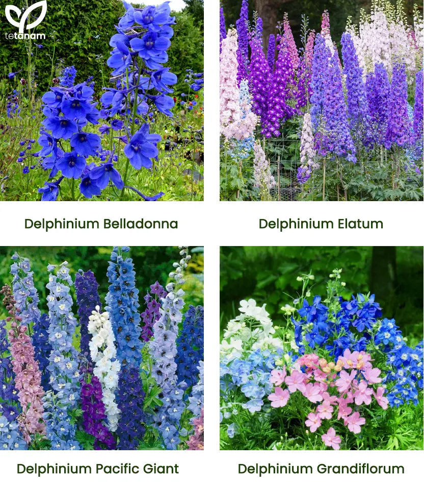jenis delphinium