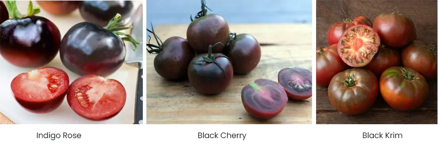 jenis tomat hitam