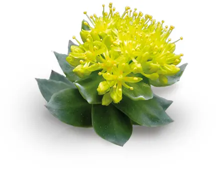 manfaat Rhodiola Rosea