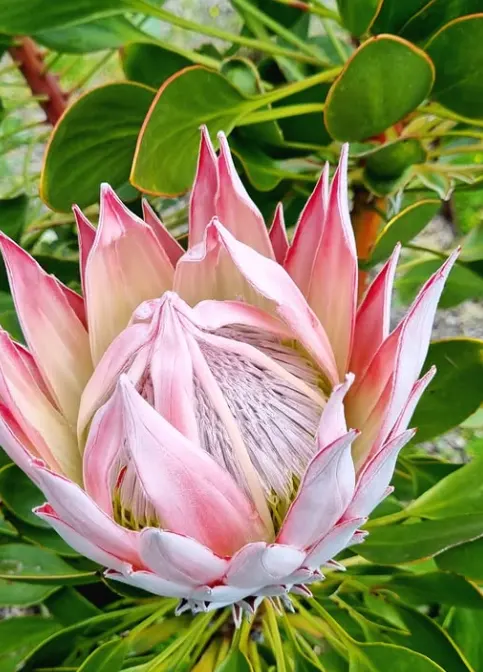 protea