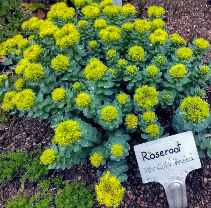 menanam Rhodiola Rosea