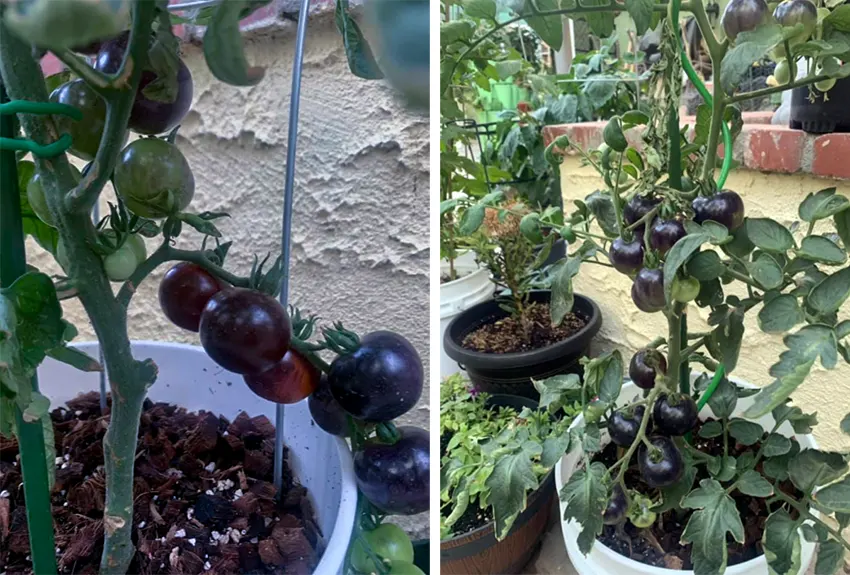 menanam tomat hitam