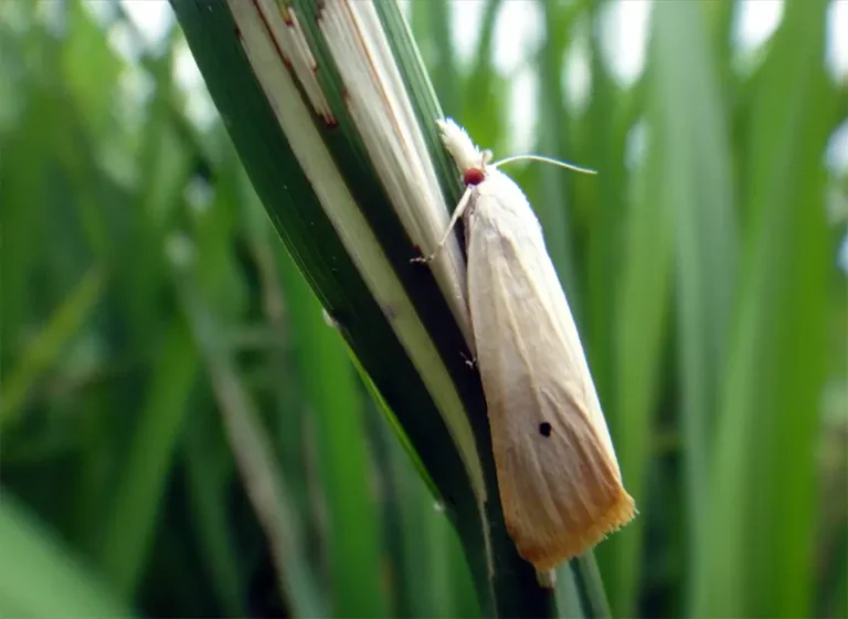 penggerek batang adalah