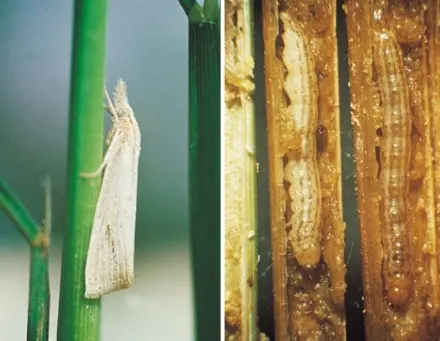 penggerek batang padi