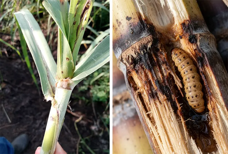 penggerek batang tebu