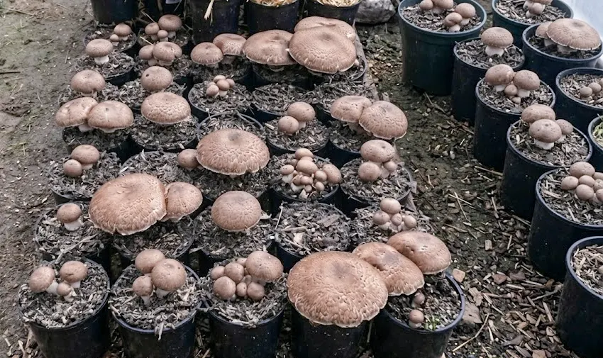menanam jamur portobello