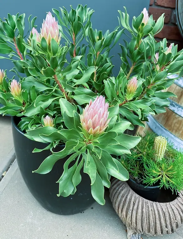 menanam bunga protea