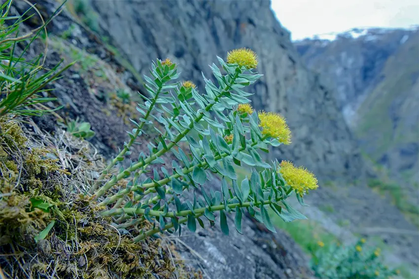 rhodiola rosea adalah