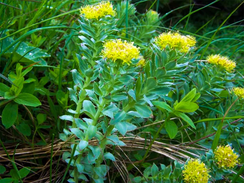 tanaman Rhodiola Rosea