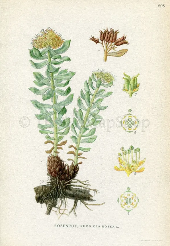 Rhodiola rosea