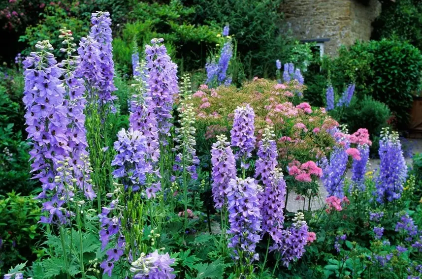 delphinium