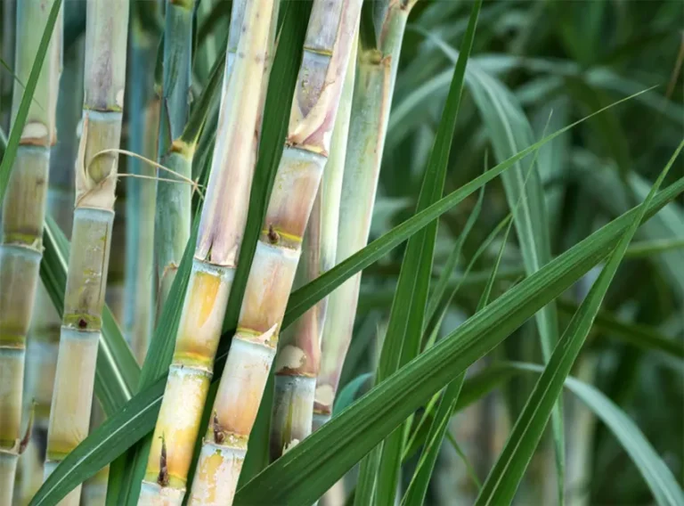 Tanaman Tebu: Komoditas Bernilai Tinggi Mudah Dibudidayakan