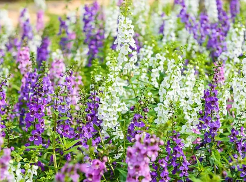 bunga Angelonia 