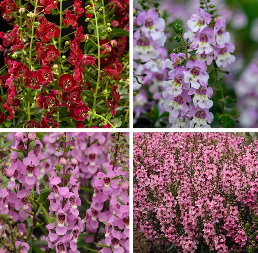 jenis bunga Angelonia