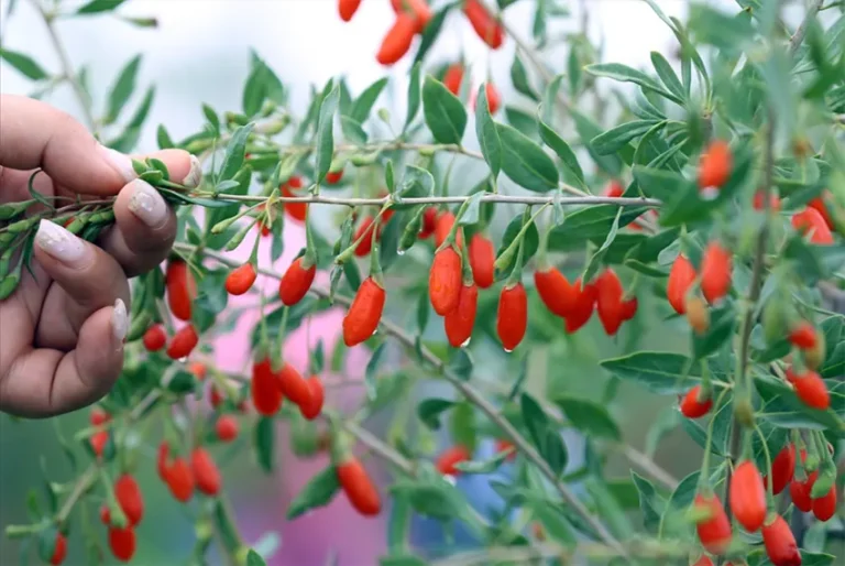 goji berry adalah