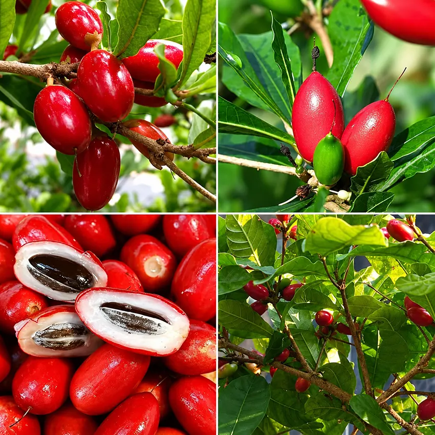 buah goji berry