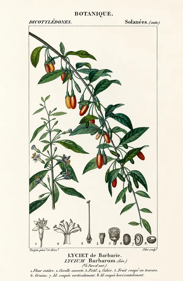 goji berry