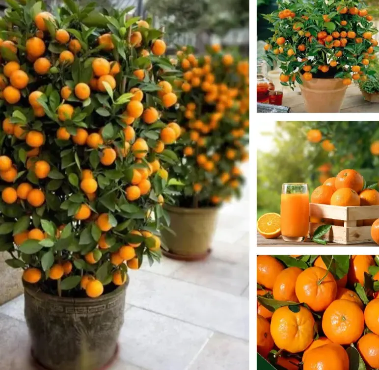 jeruk mandarin